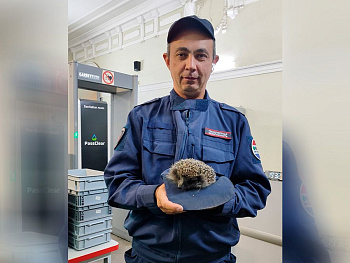 Колючий «пассажир» вокзала в Чудово теперь в безопасности